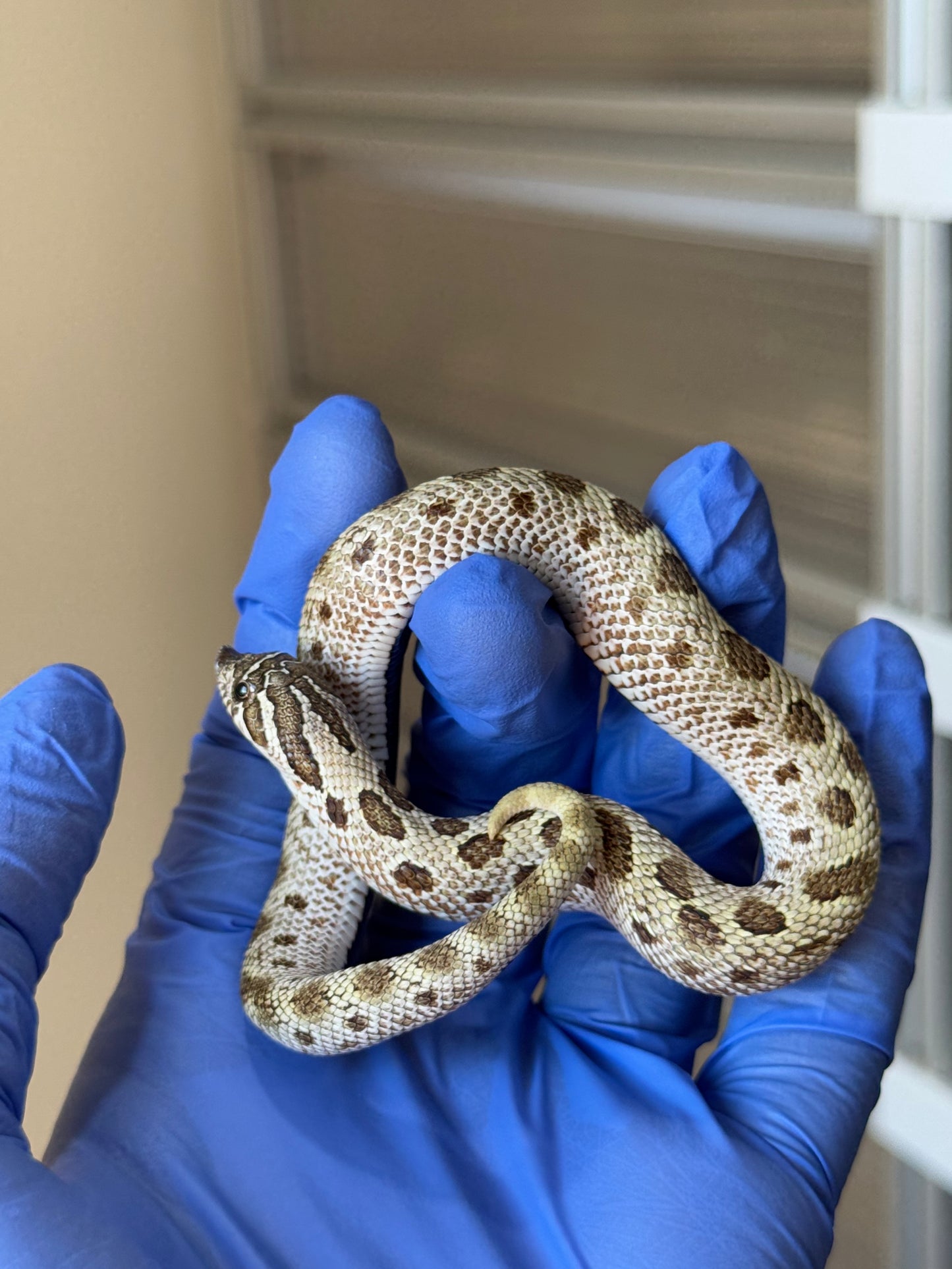 2025 北極康達Het太妃50%ph紫貂 ♀ (H25185)