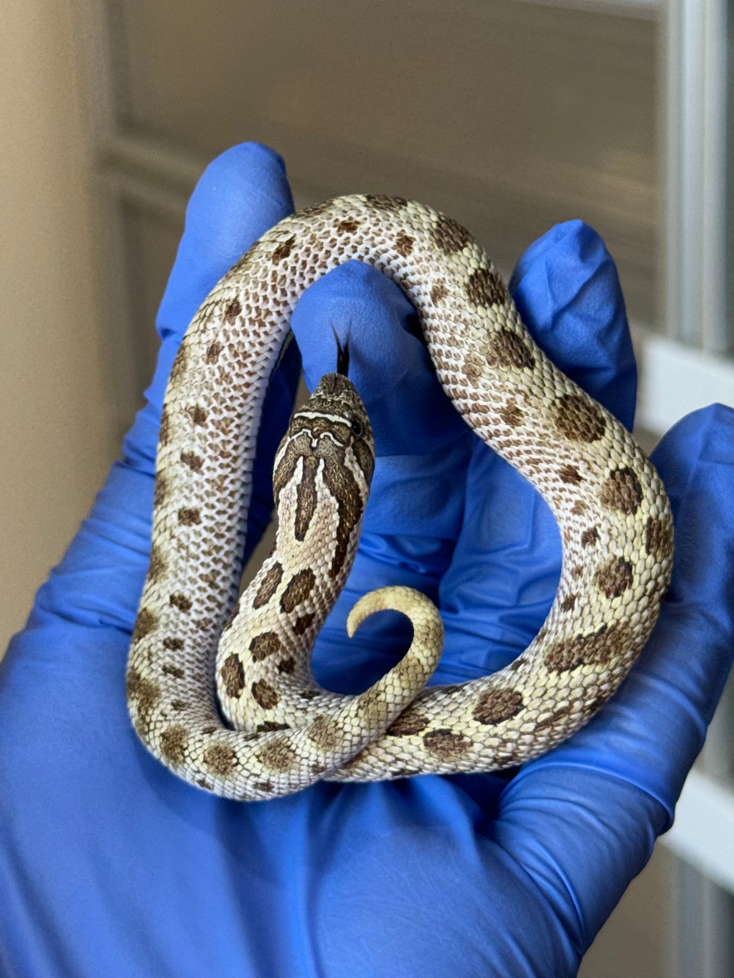 2025 北極康達Het太妃50%ph紫貂 ♀ (H25185)