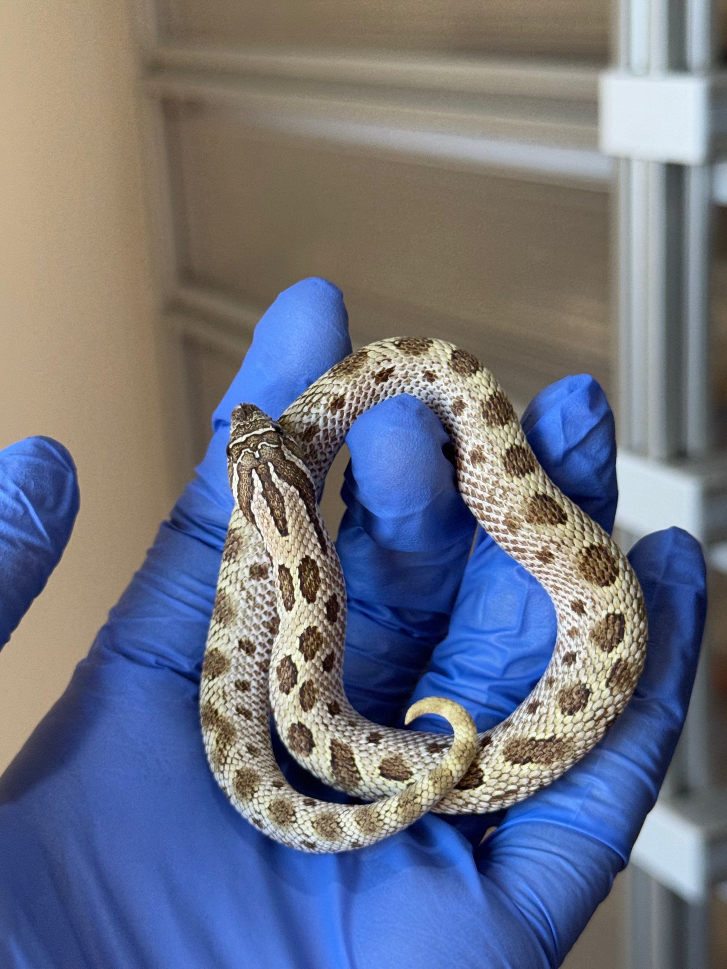 2025 北極康達Het太妃50%ph紫貂 ♀ (H25185)