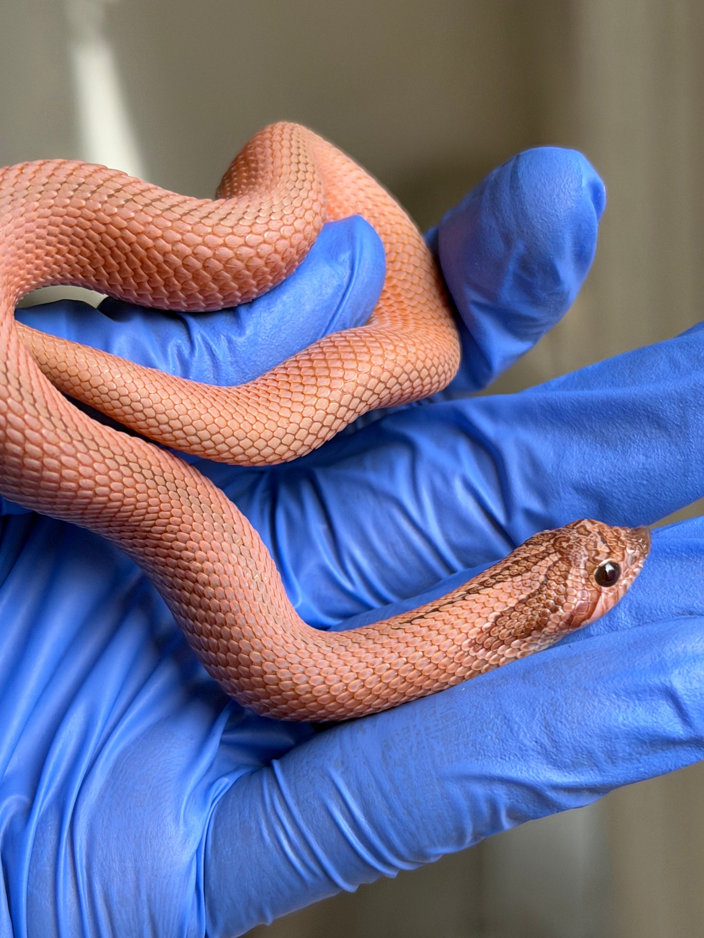 2025 RBE淡彩北極邁泰超級康達 ♂ (H25170)