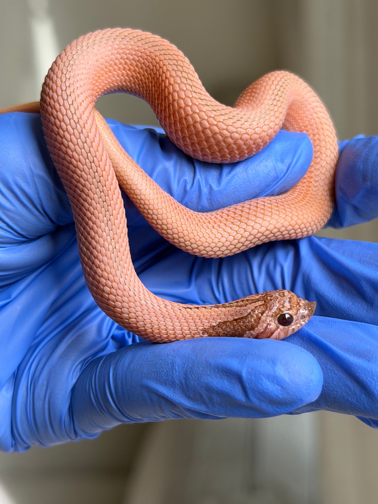 2025 RBE淡彩北極邁泰超級康達 ♂ (H25170)