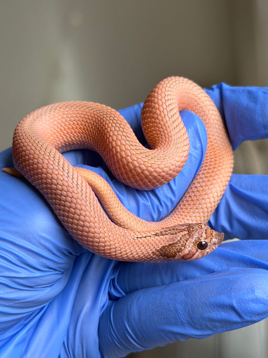 RBE淡彩北極邁泰超級康達