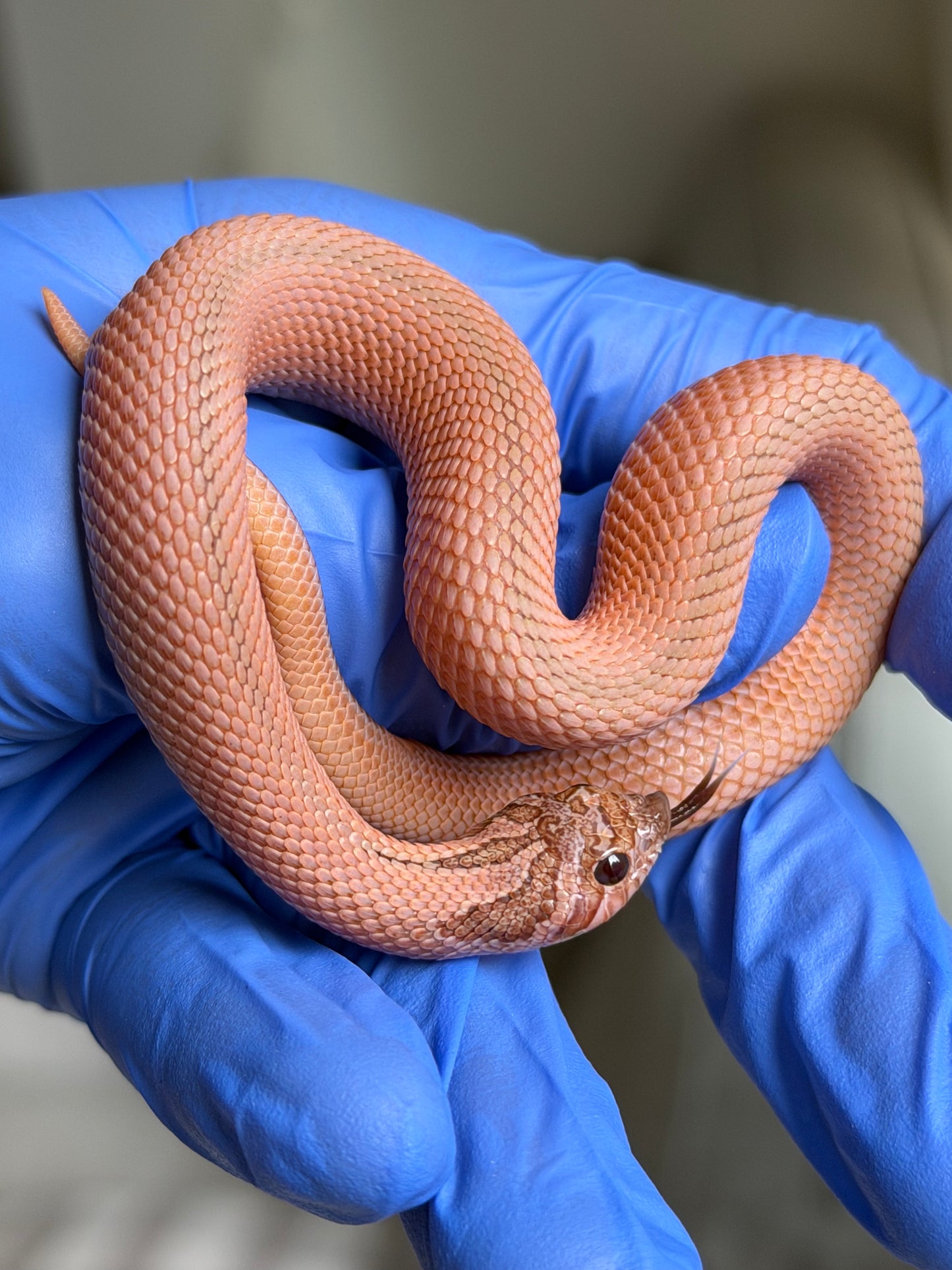 2025 RBE淡彩北極邁泰超級康達 ♂ (H25170)