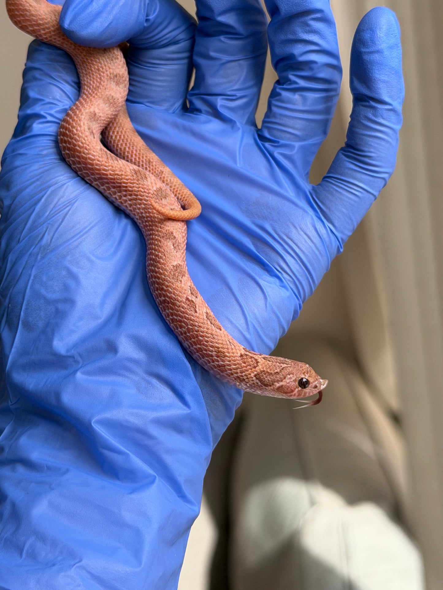 2025 北極邁泰康達 ♀ (H25176)