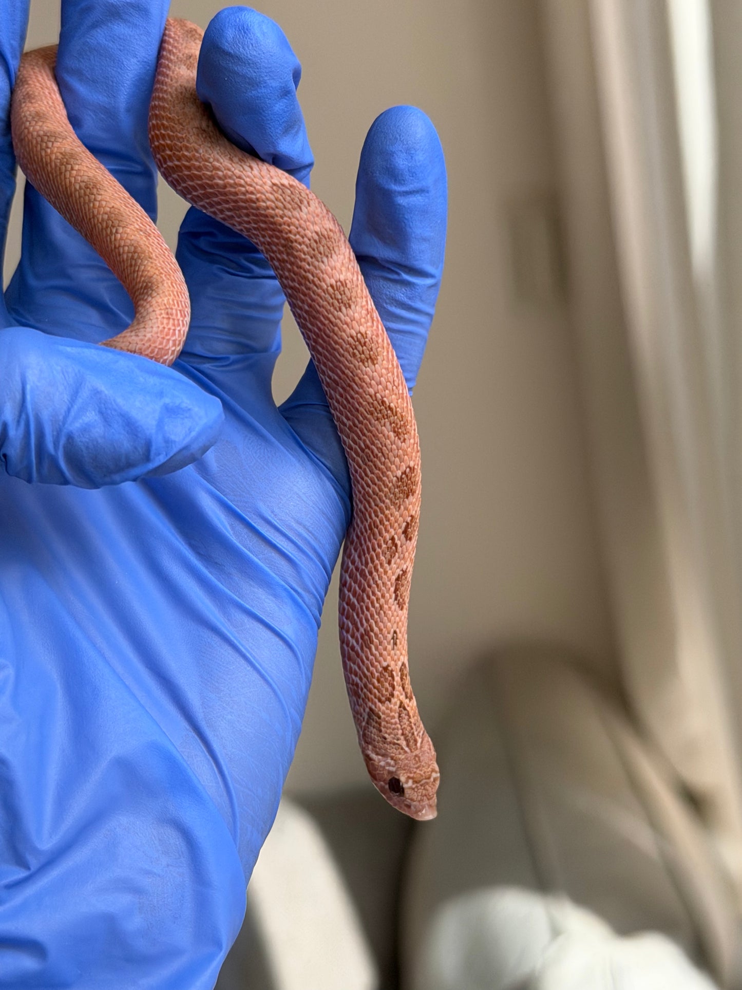 2025 北極邁泰康達 ♀ (H25176)