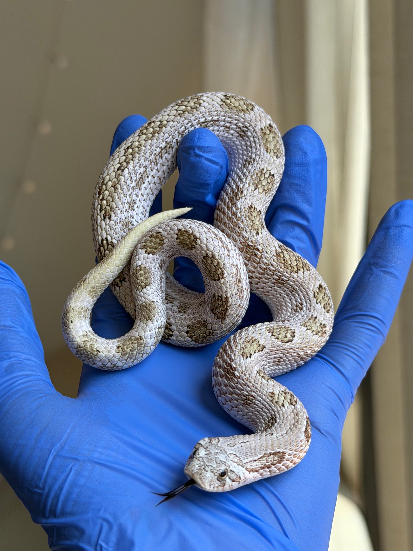Arctic Conda Skullface 50%ph Lavender