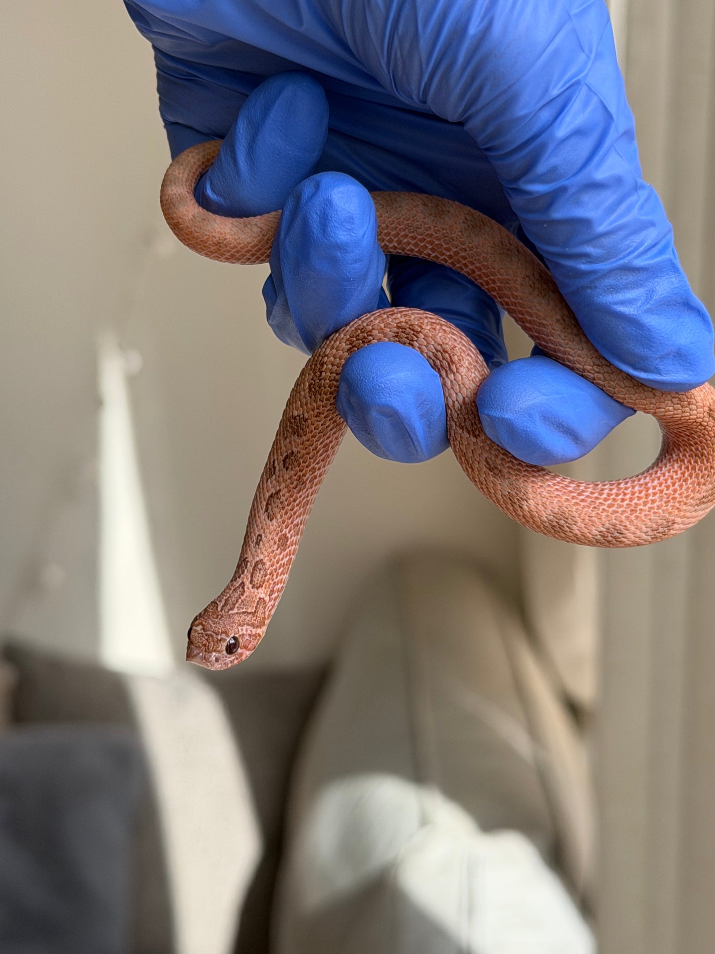 2025 北極邁泰康達 ♀ (H25176)