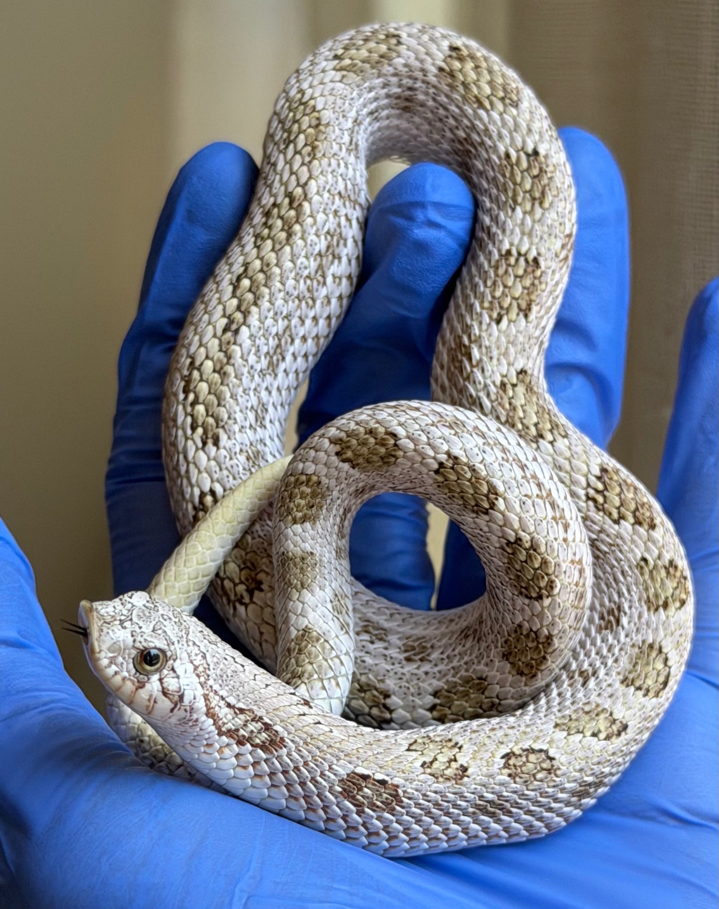 Arctic Conda Skullface 50%ph Lavender