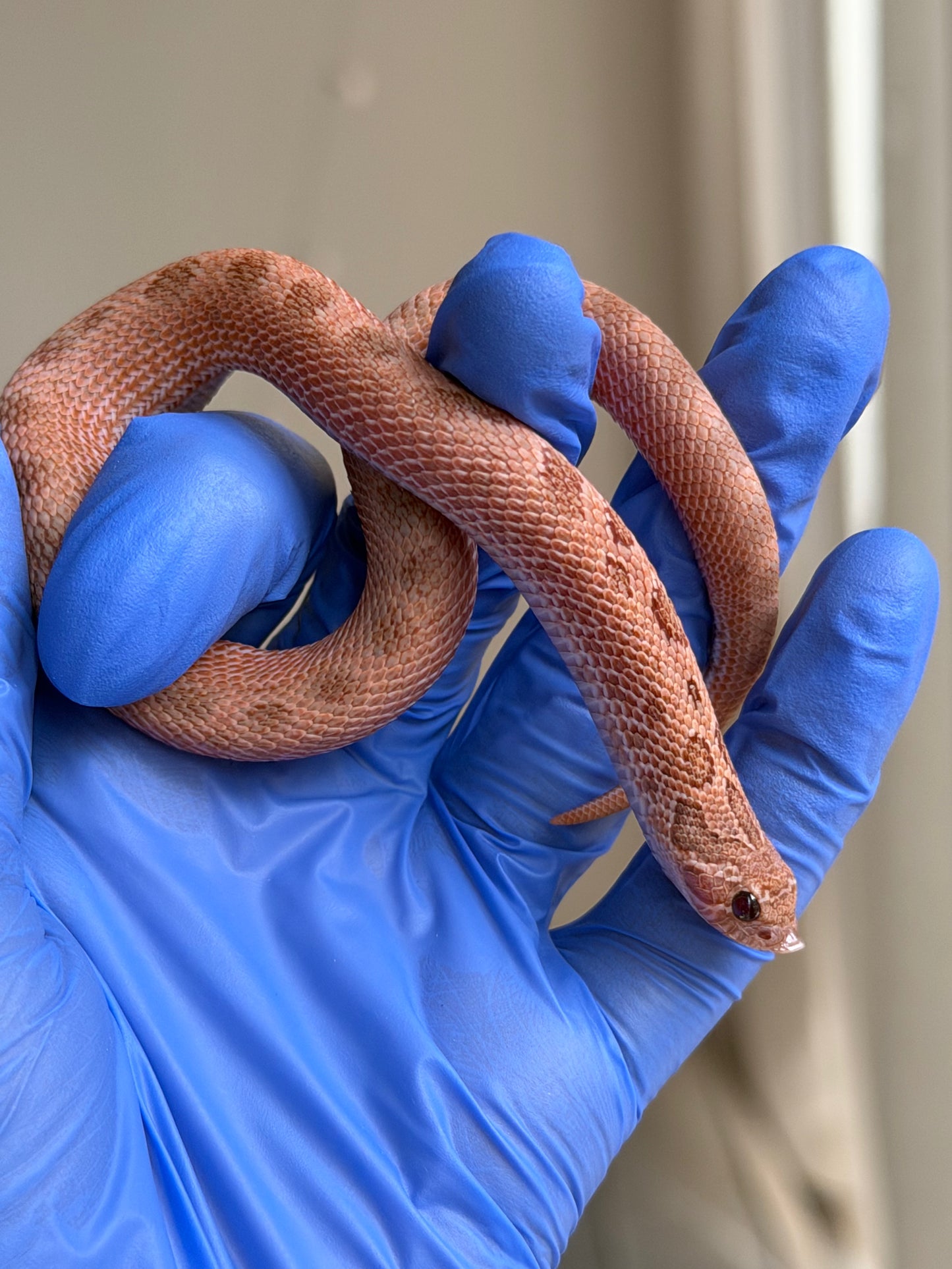 2025 北極邁泰康達 ♀ (H25176)