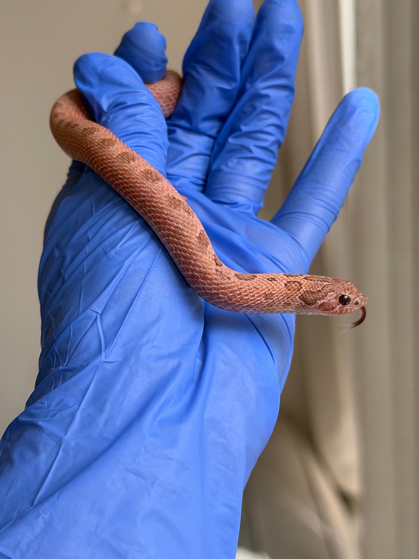 2025 北極邁泰康達 ♀ (H25176)