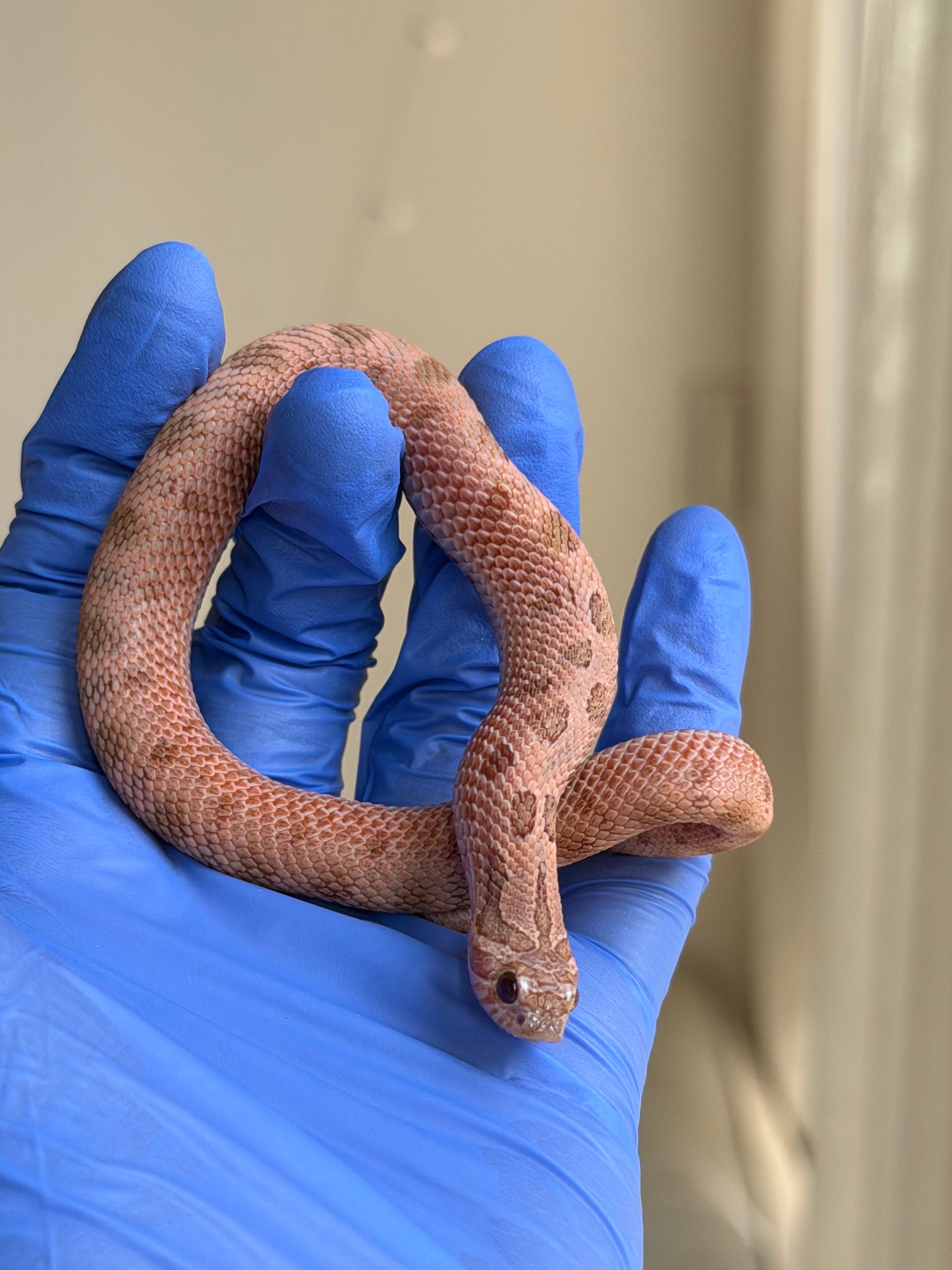 2025 北極邁泰康達 ♂ (H25177)