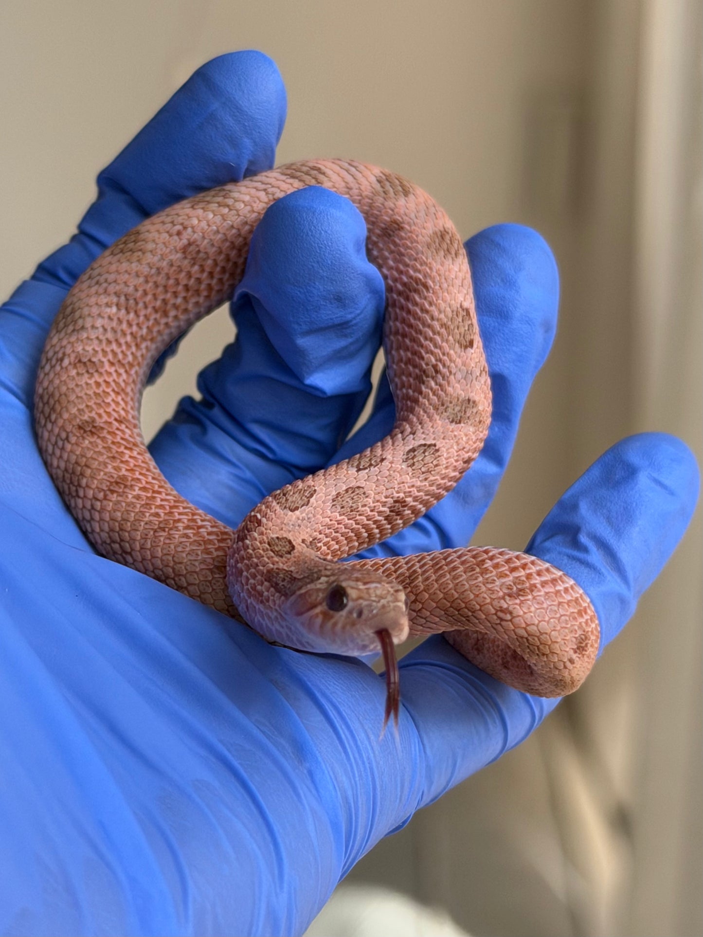 2025 北極邁泰康達 ♂ (H25177)