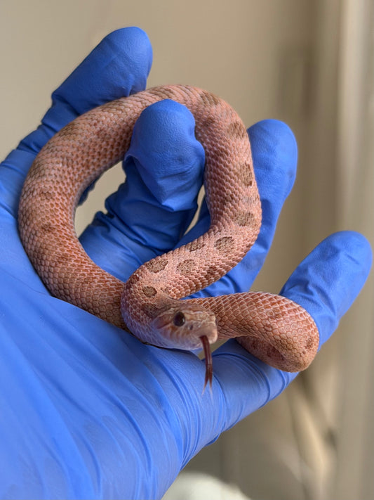 2025 北極邁泰康達 ♂ (H25177)