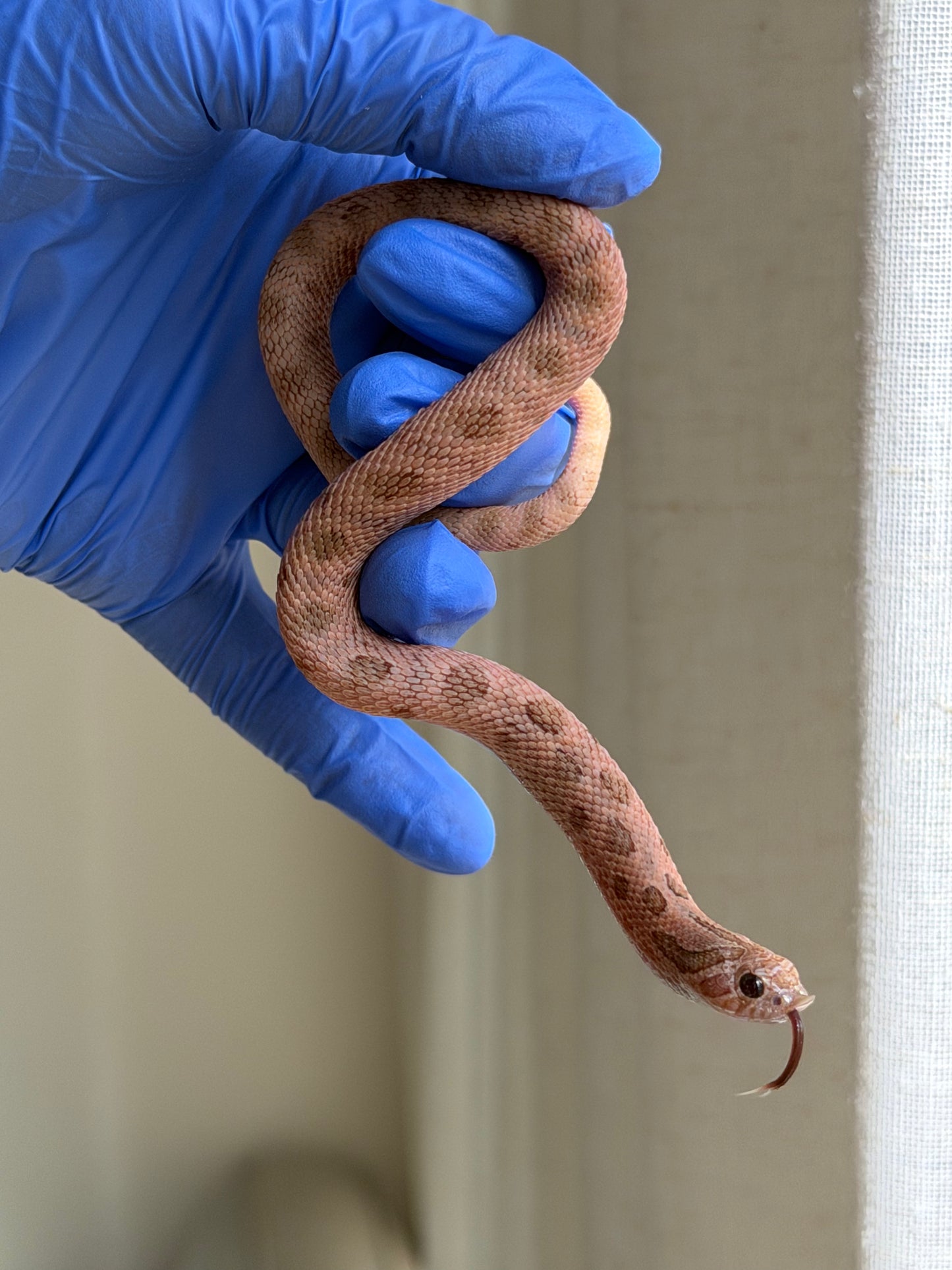 2025 北極邁泰康達 ♂ (H25177)