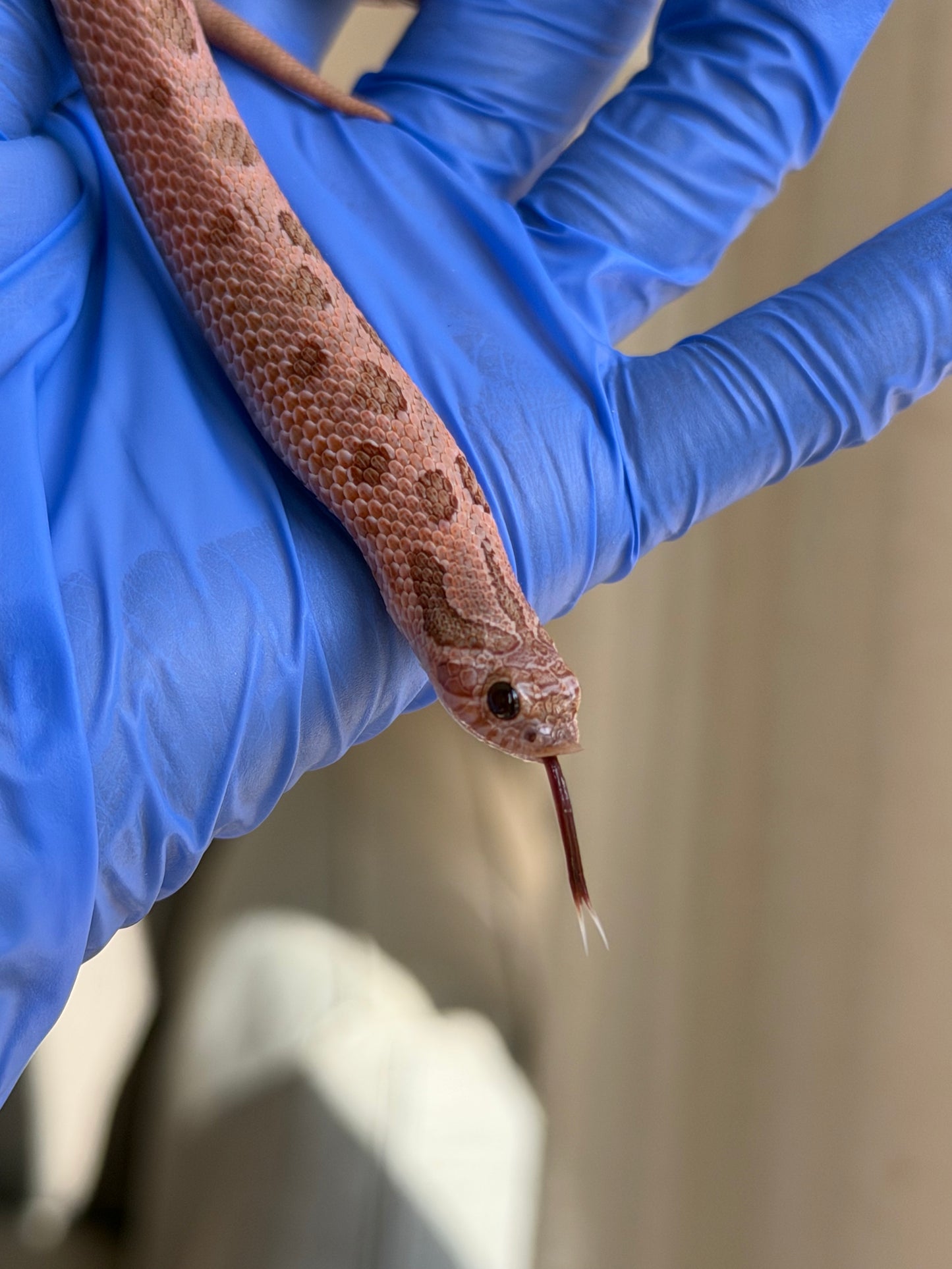 2025 北極邁泰康達 ♂ (H25177)