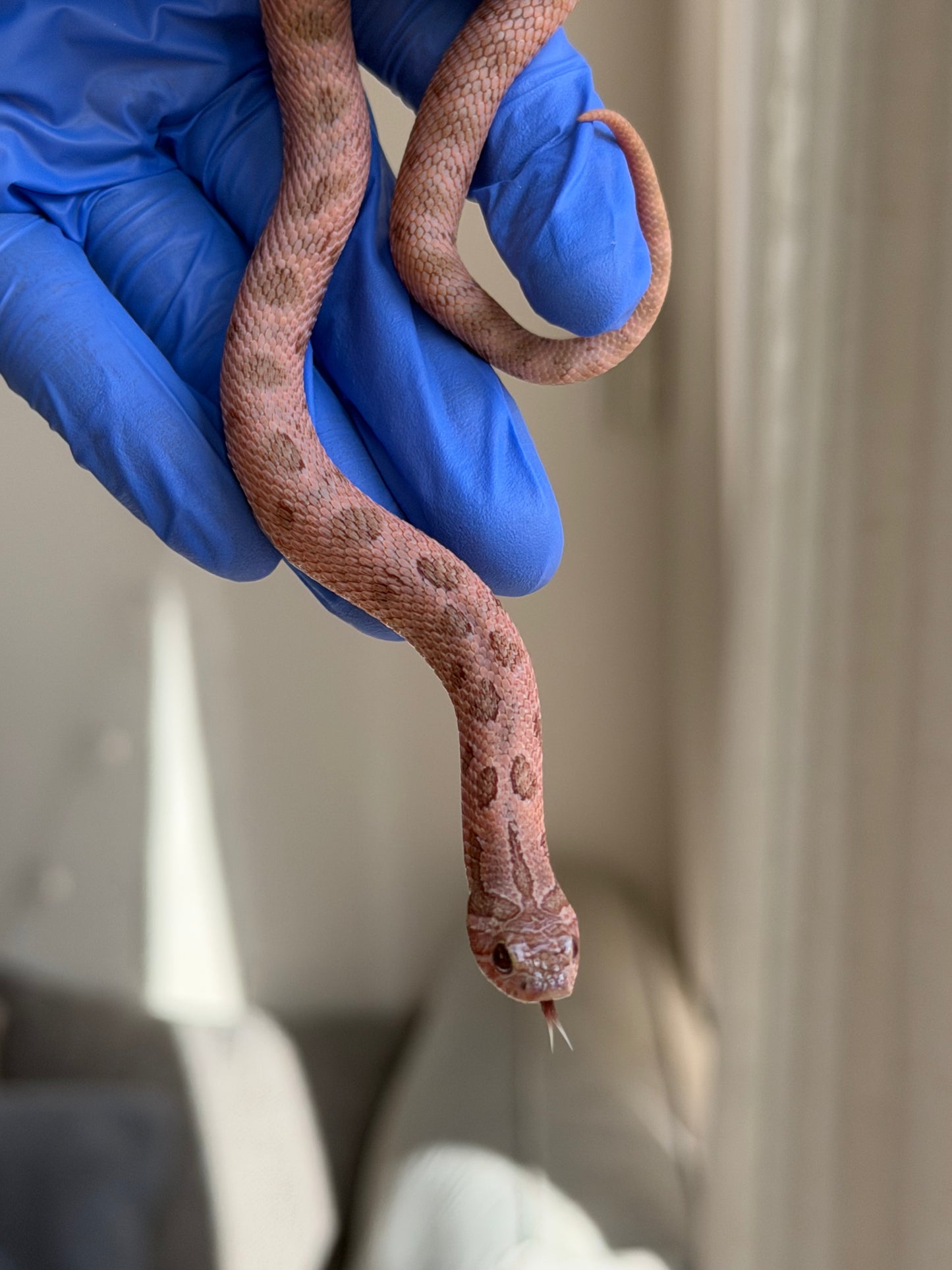 2025 北極邁泰康達 ♂ (H25177)