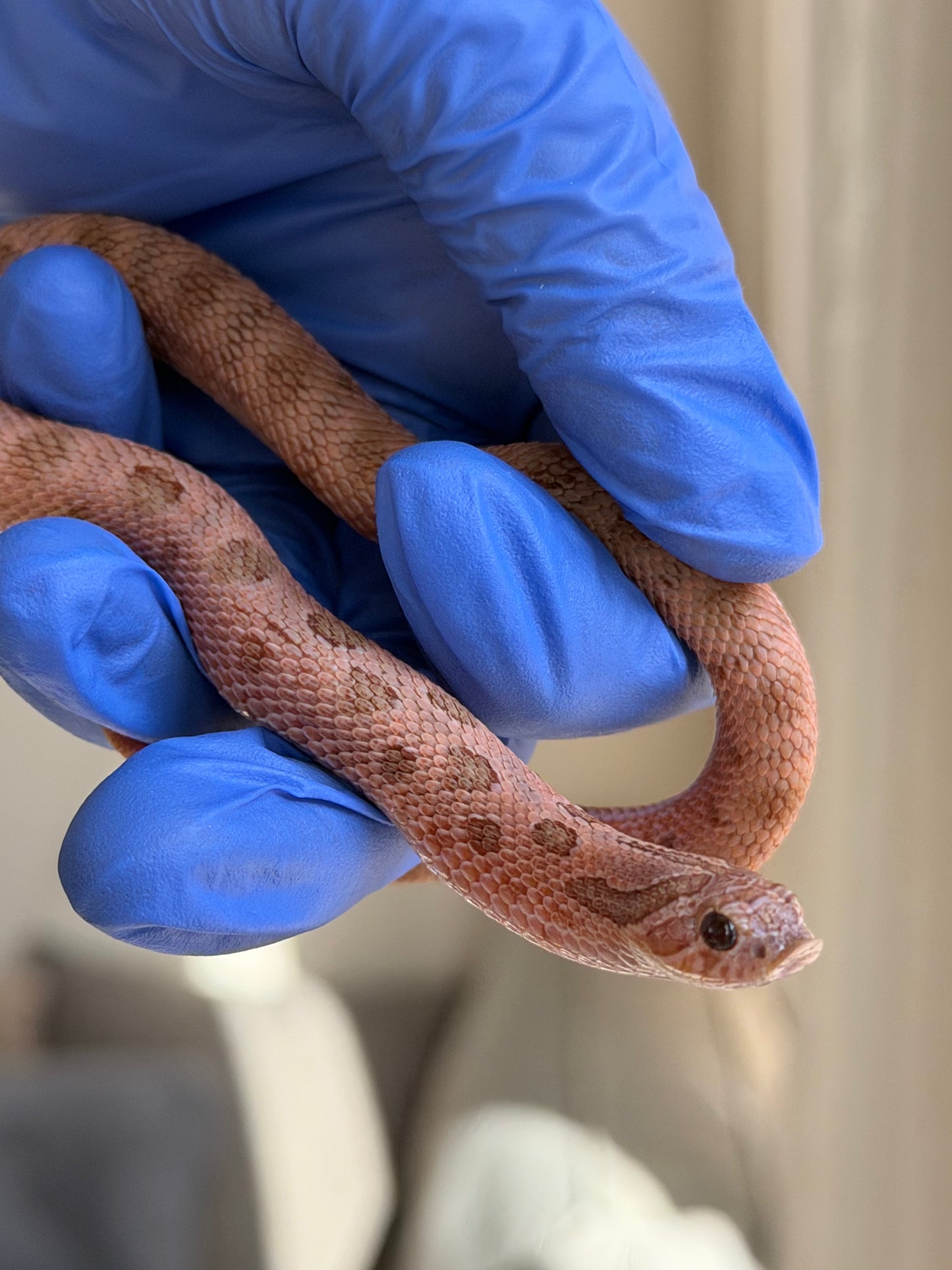 2025 北極邁泰康達 ♂ (H25177)