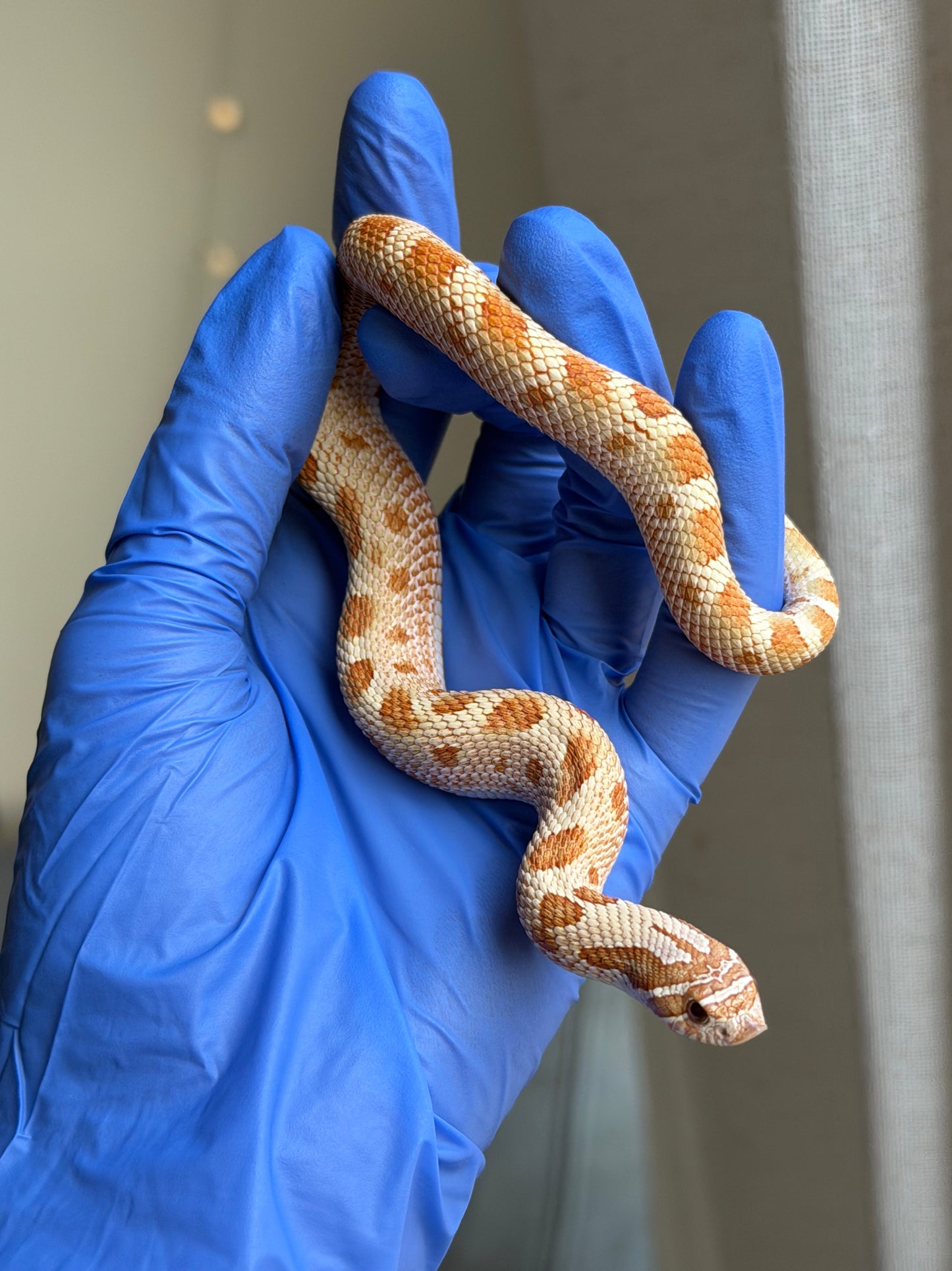 2025 太妃康達Het紫貂 ♂ (H25067)