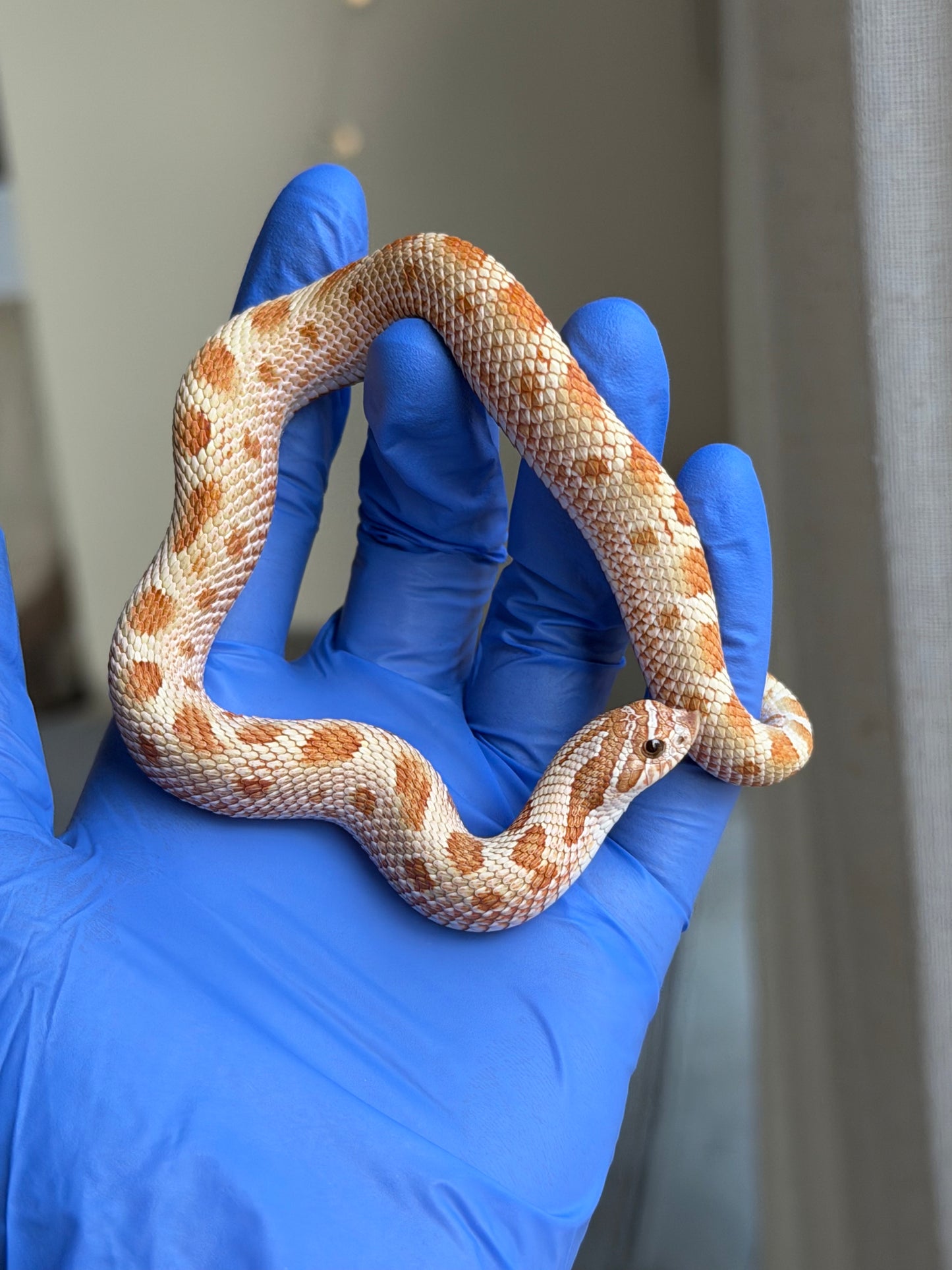 2025 太妃康達Het紫貂 ♂ (H25067)