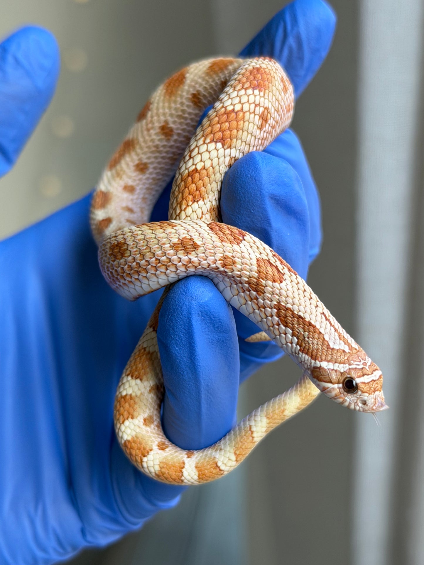 2025 太妃康達Het紫貂 ♂ (H25067)