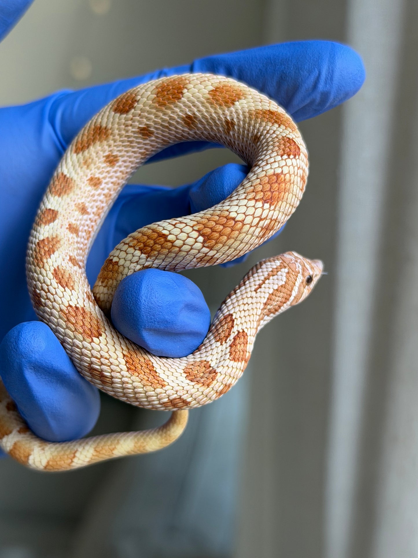 2025 太妃康達Het紫貂 ♂ (H25067)