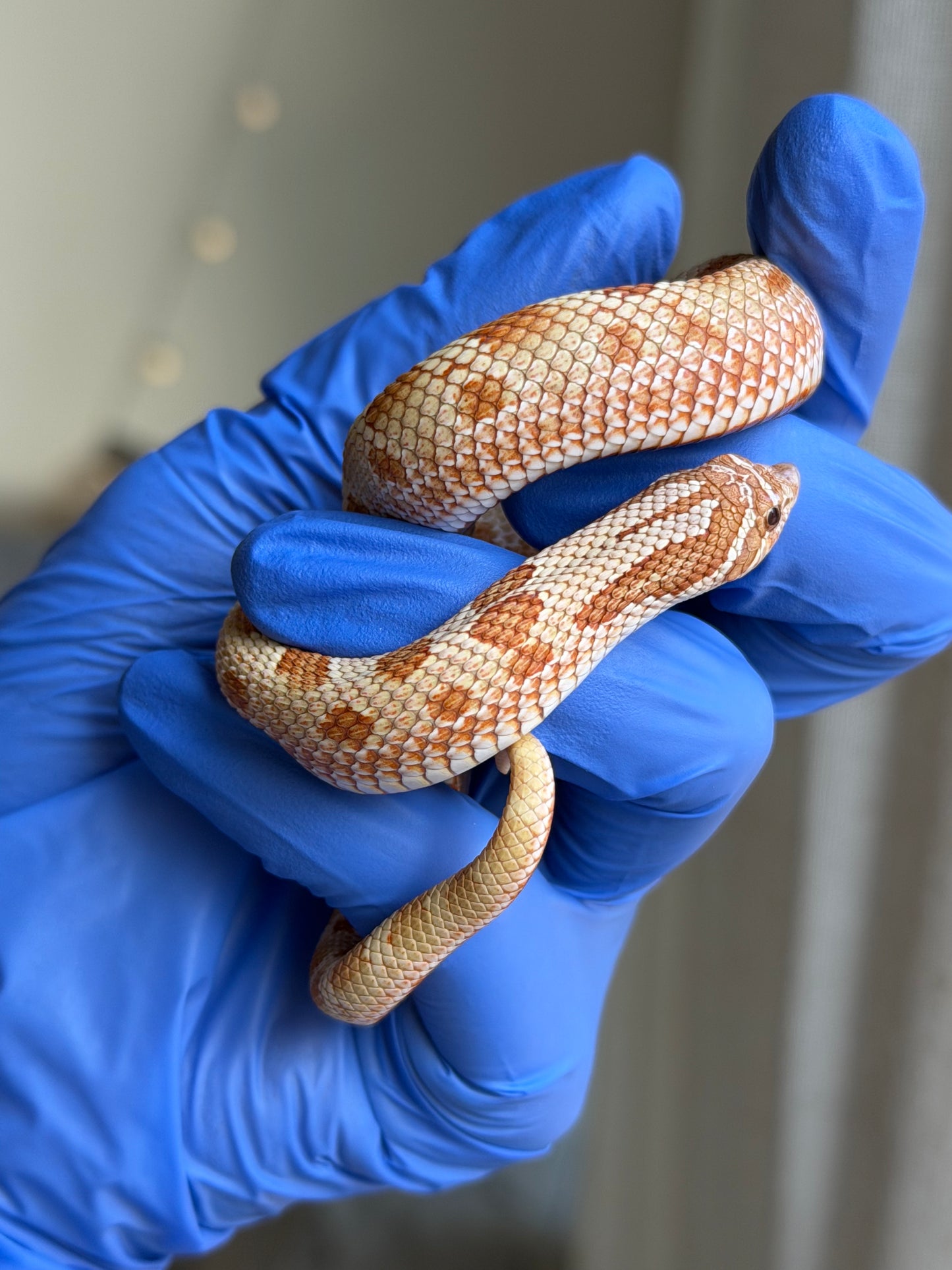 2025 太妃康達Het紫貂 ♂ (H25067)