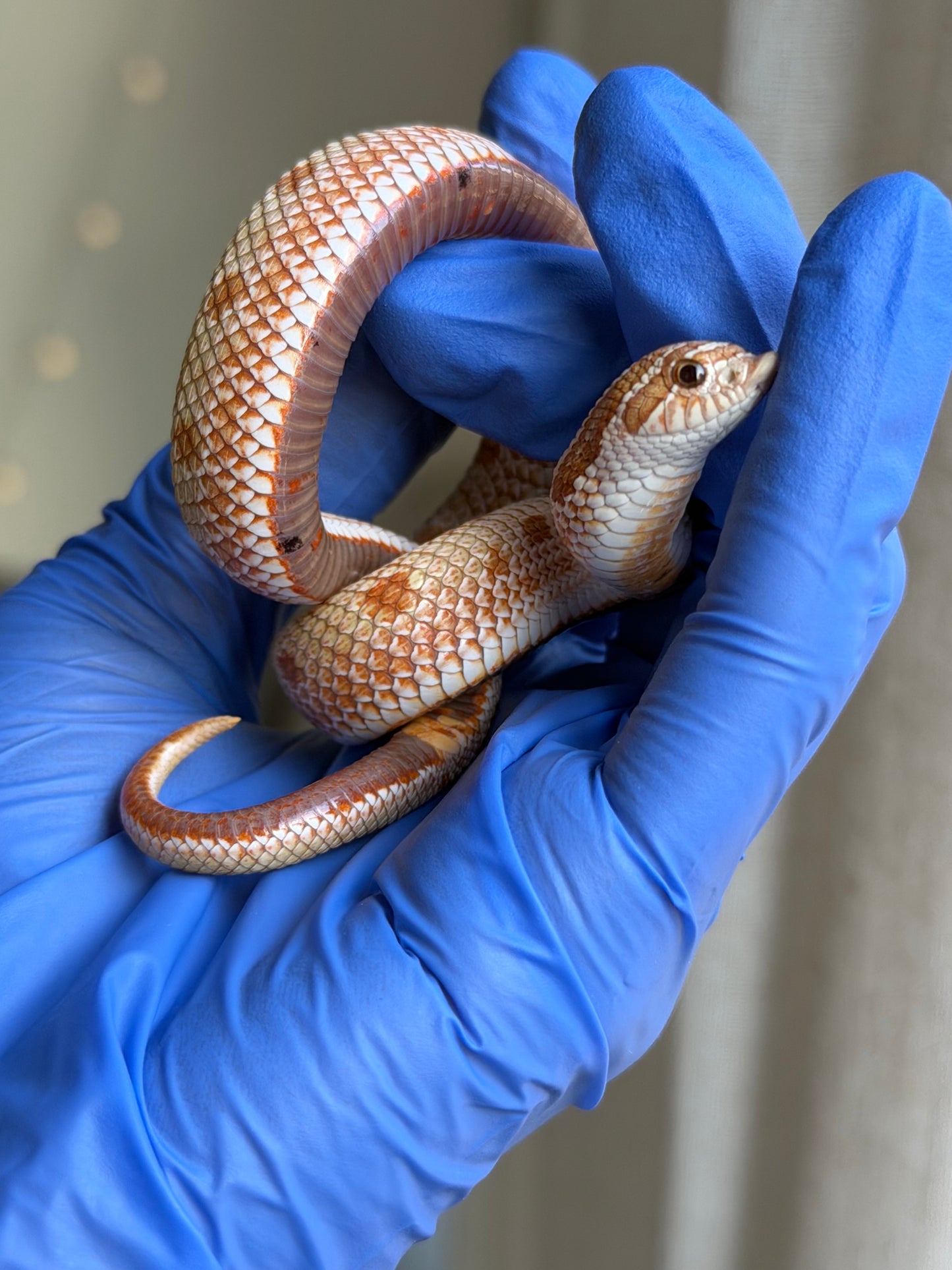 2025 太妃康達Het紫貂 ♂ (H25067)