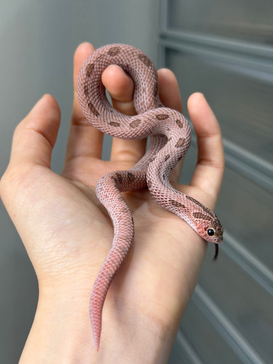 超級北極邁泰康達