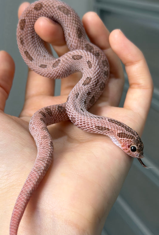 超級北極邁泰康達