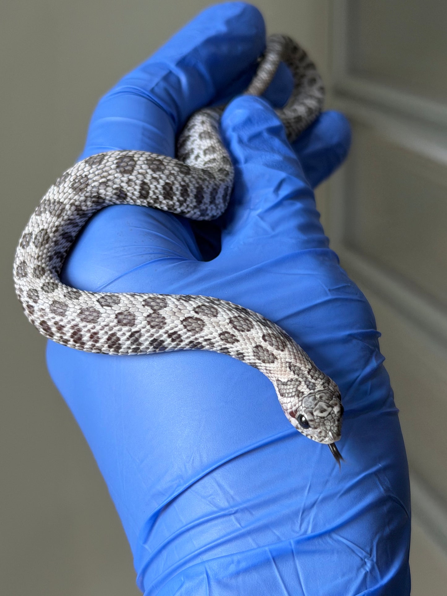 2025 月光石 ♀ (H25422)