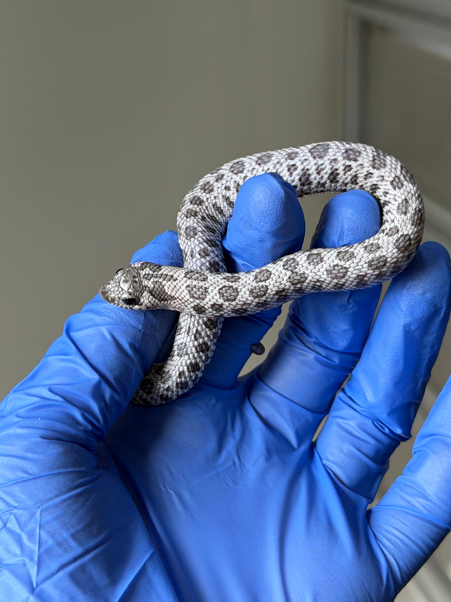 2025 月光石 ♀ (H25422)