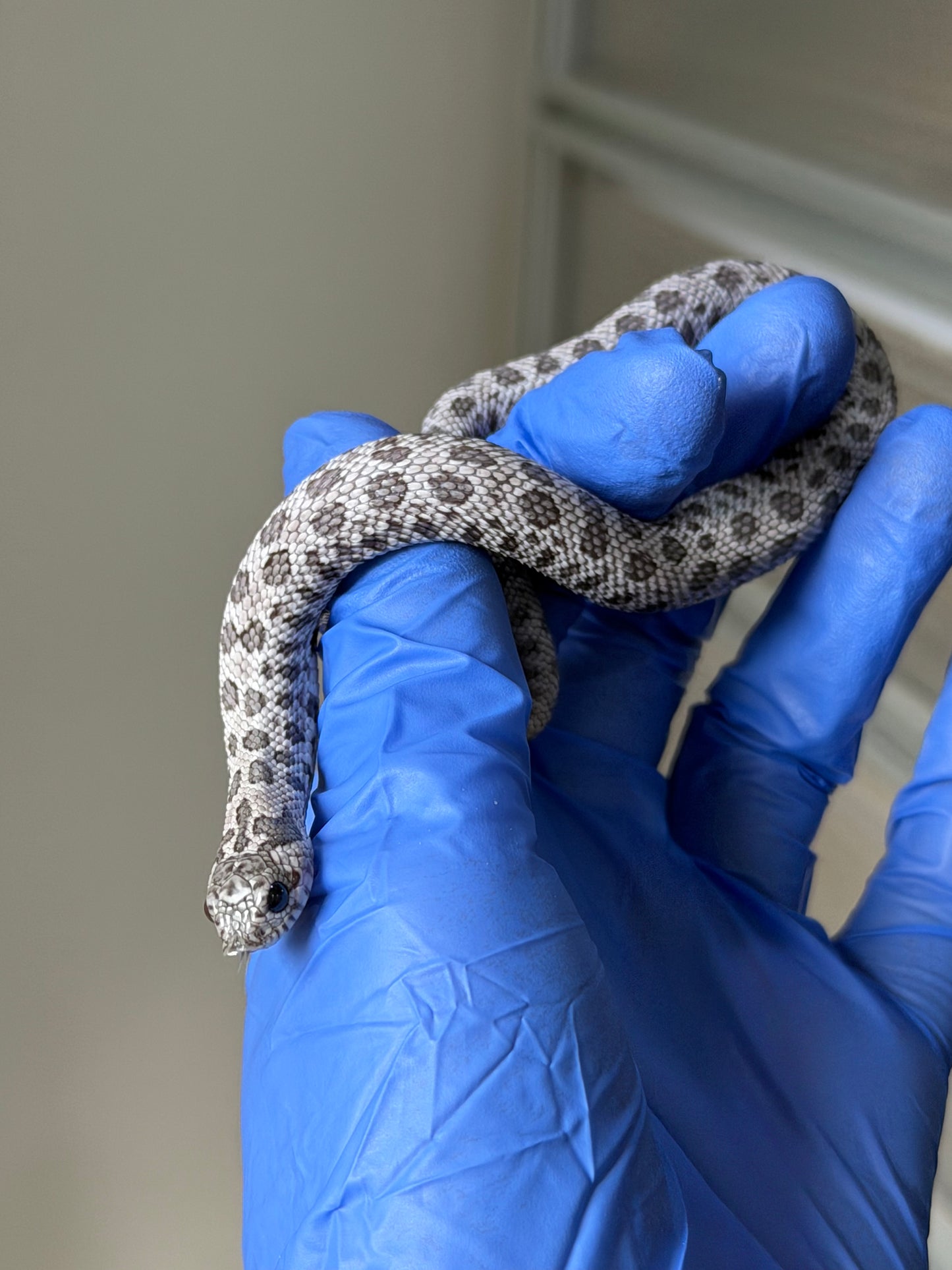 2025 月光石 ♀ (H25422)