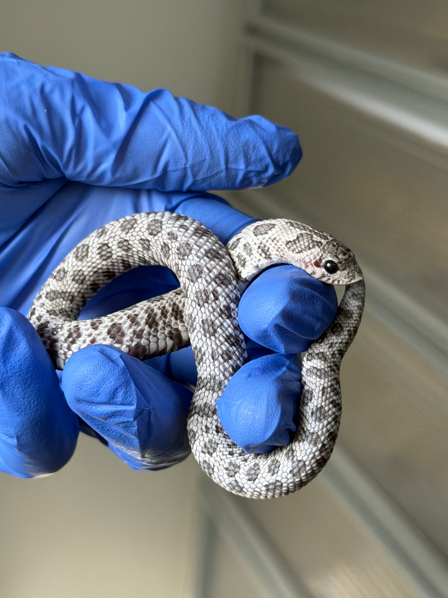 2025 月光石 ♀ (H25422)