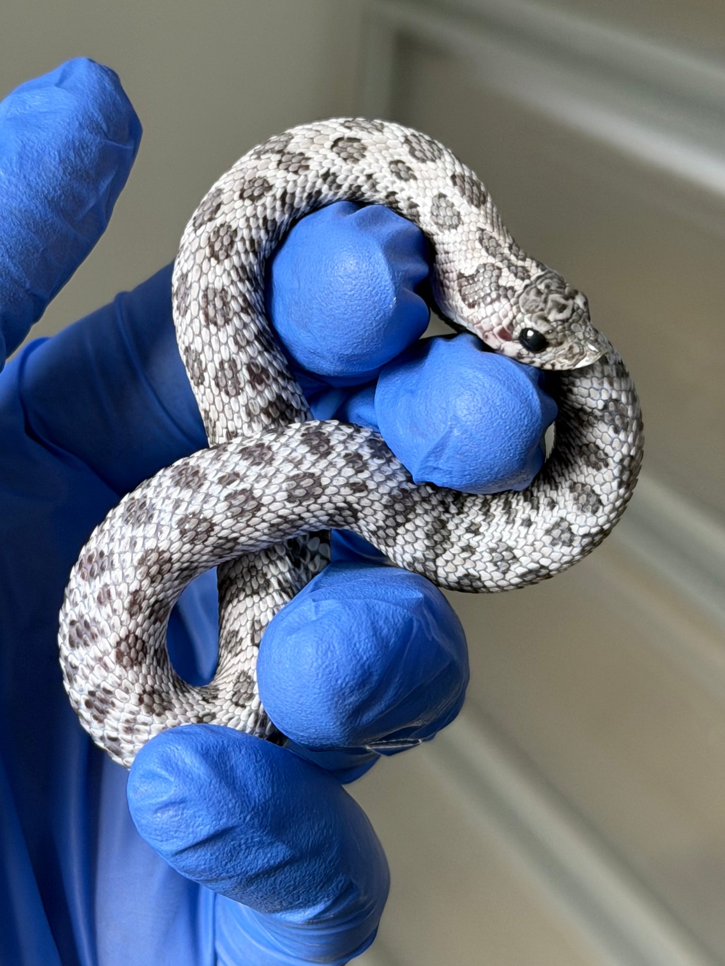 2025 月光石 ♀ (H25422)