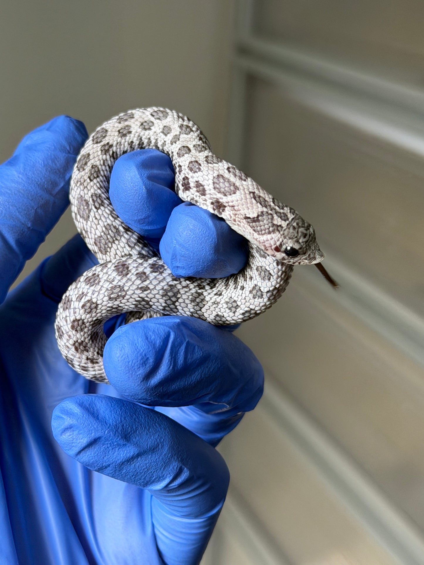 2025 月光石 ♀ (H25422)