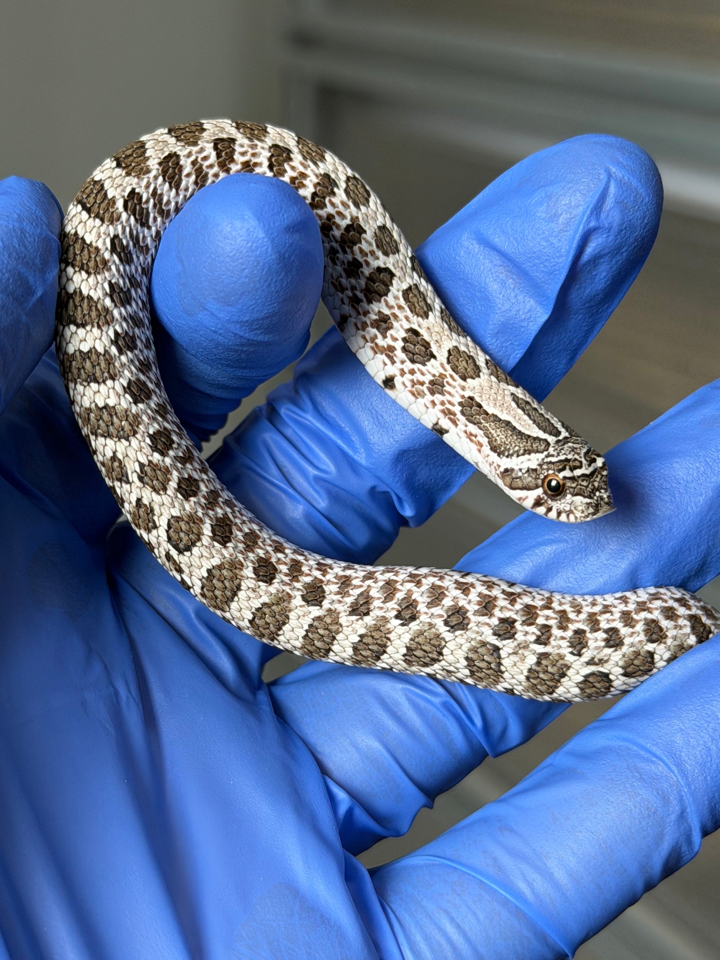 2025 北極Het白化 ♂ (H25379)