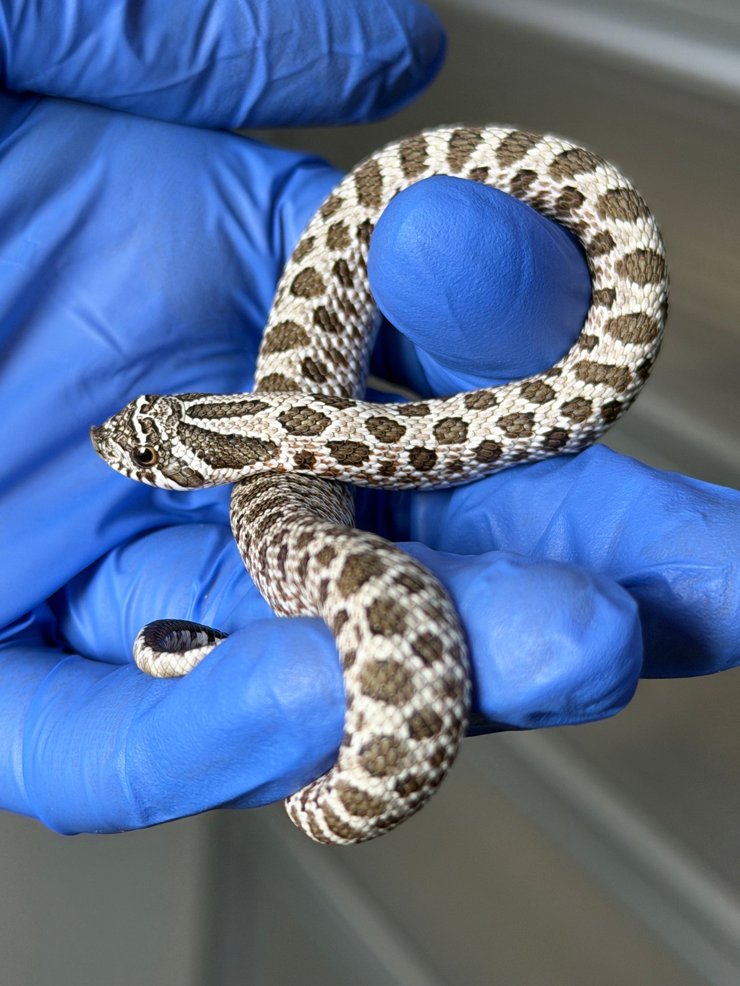 2025 北極Het白化 ♂ (H25379)