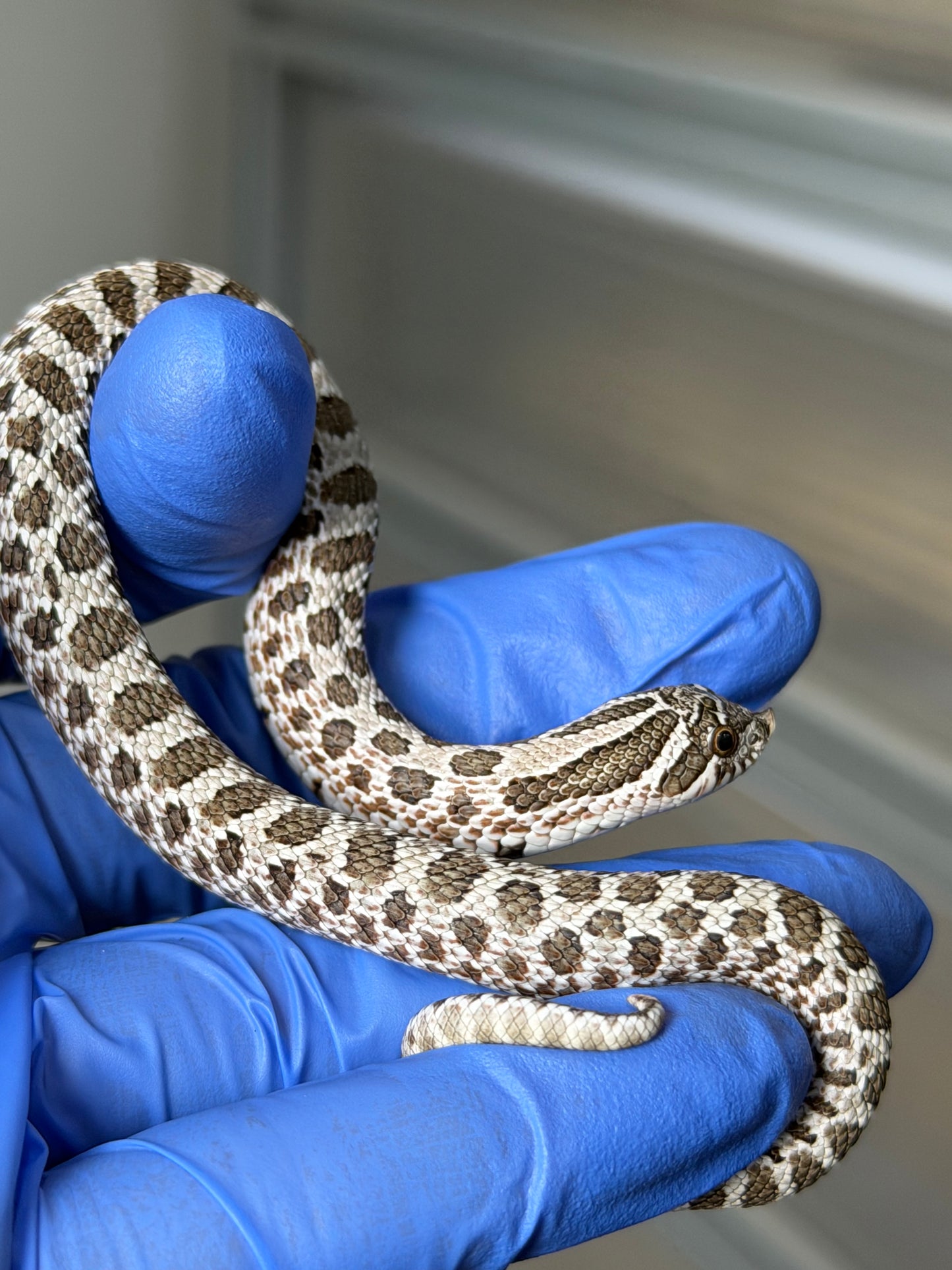 2025 北極Het白化 ♂ (H25379)