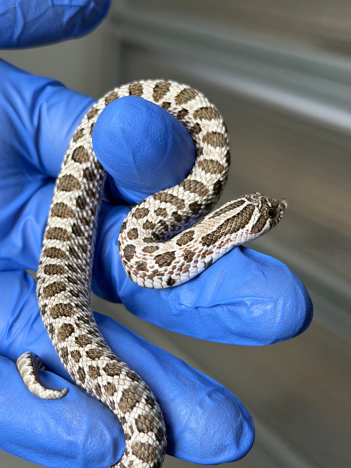 2025 北極Het白化 ♂ (H25379)