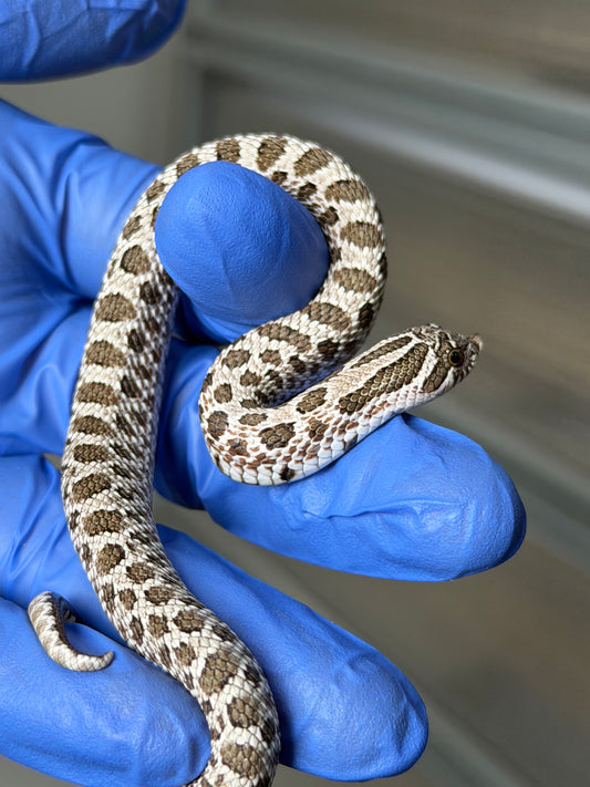 2025 北極Het白化 ♂ (H25379)