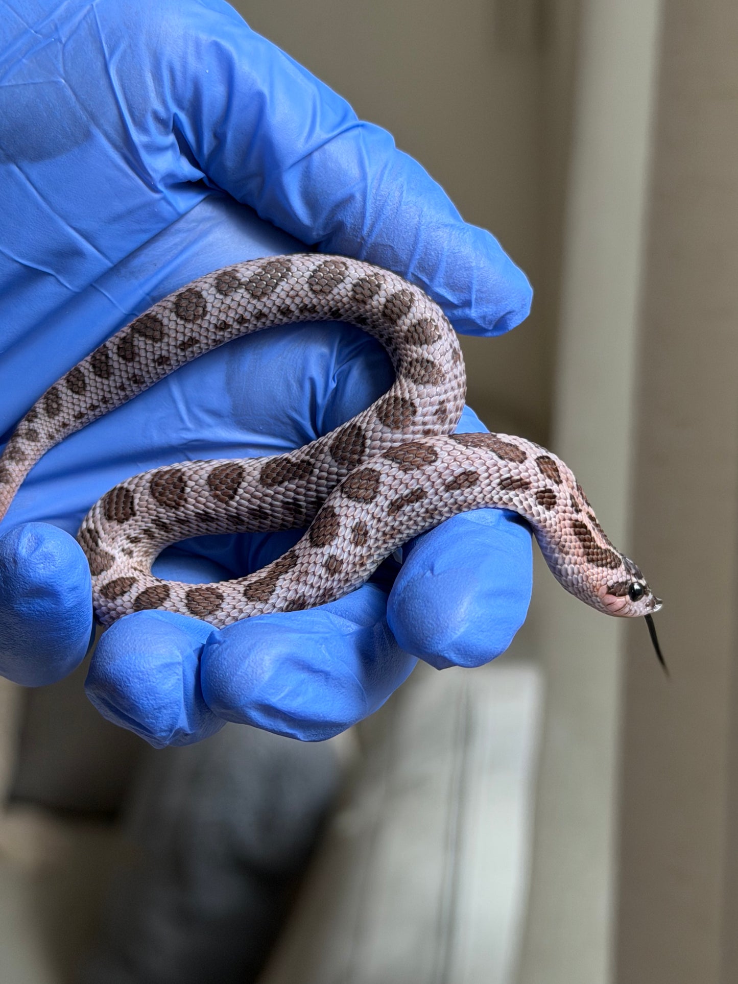 2025 超級北極紫貂康達Het白化 ♀ (H25363)