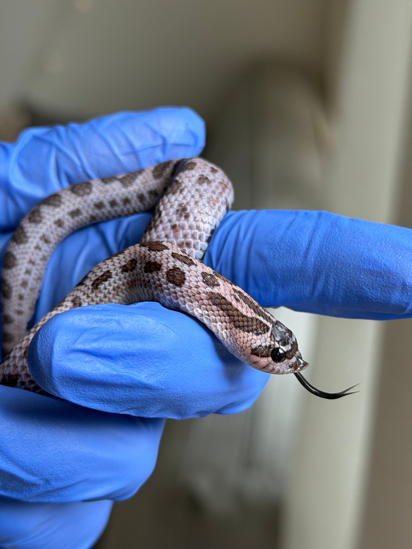 2025 超級北極紫貂康達Het白化 ♀ (H25363)