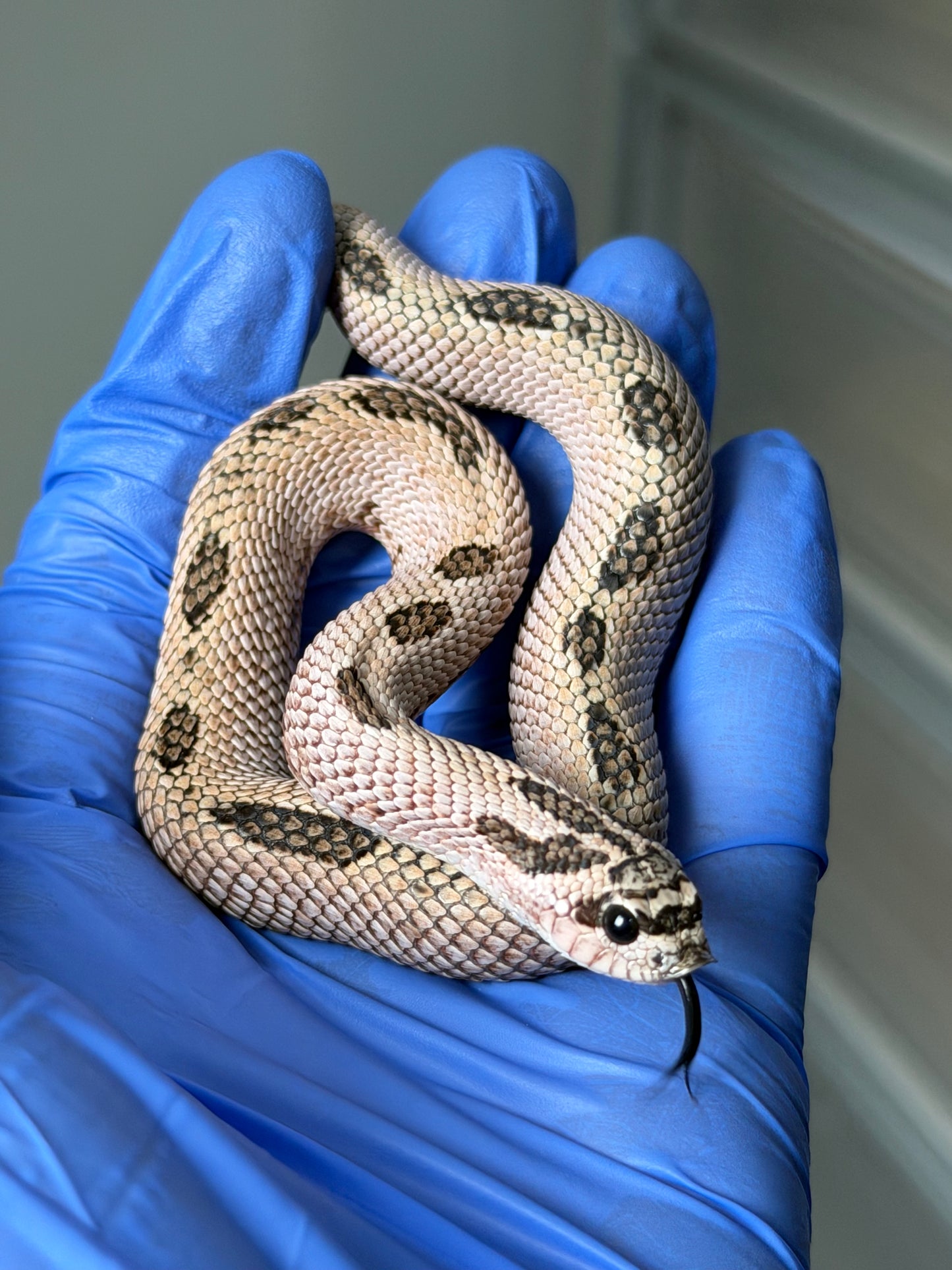 2025 超級北極康達Pos超級康達Het紫貂66%ph白化 ♂ (H25144)