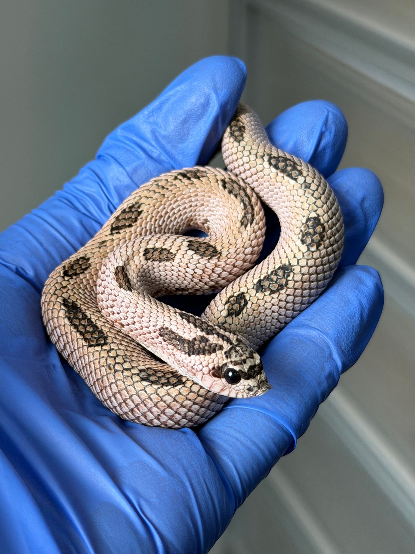 2025 超級北極康達Pos超級康達Het紫貂66%ph白化 ♂ (H25144)