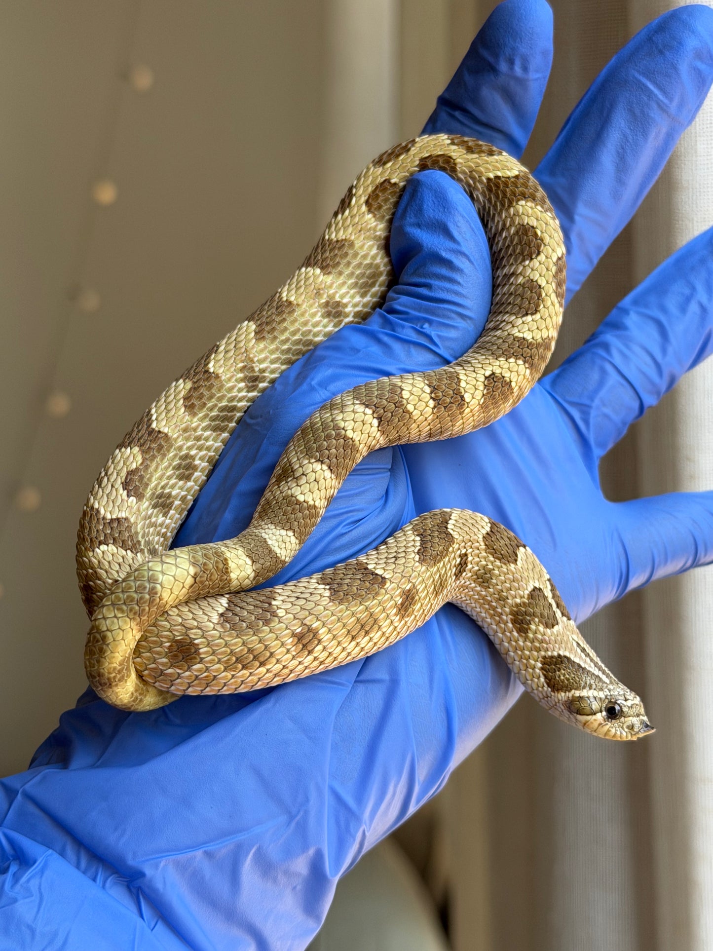 Lemon Ghost Woma Bloodline Conda Het Albino