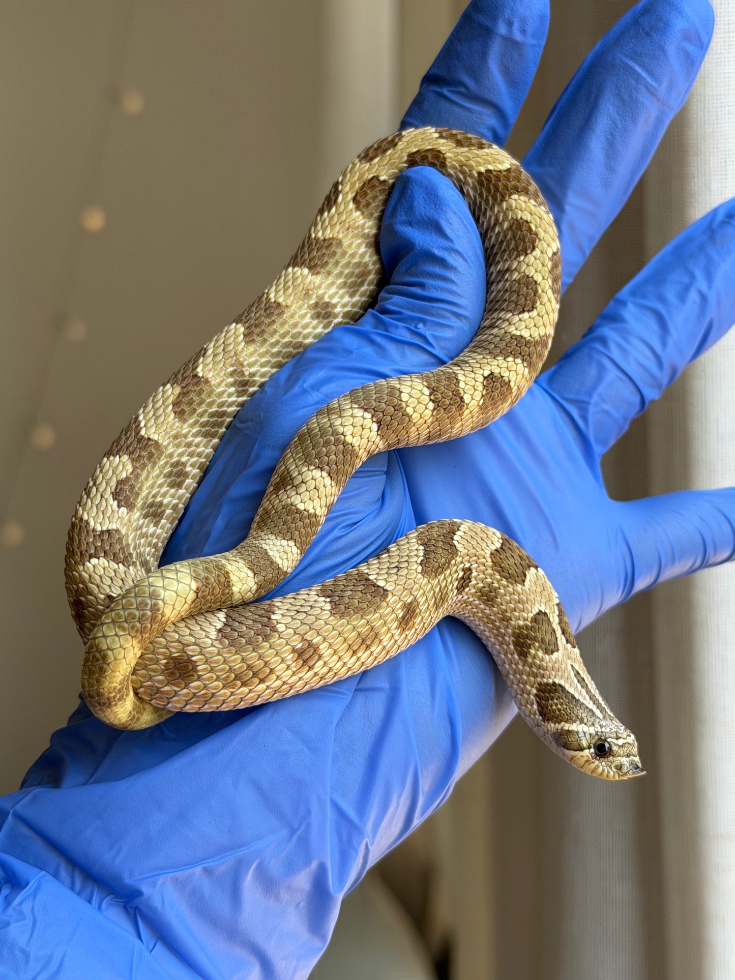 Lemon Ghost Woma Bloodline Conda Het Albino