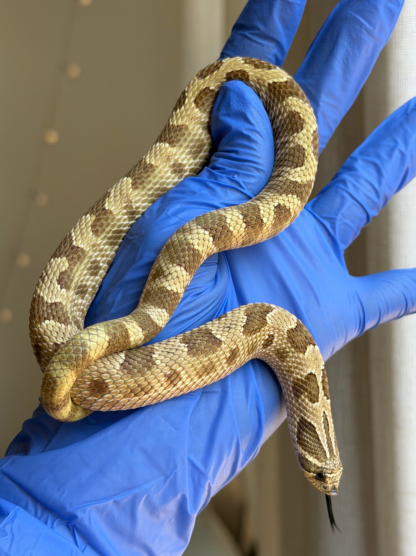Lemon Ghost Woma Bloodline Conda Het Albino