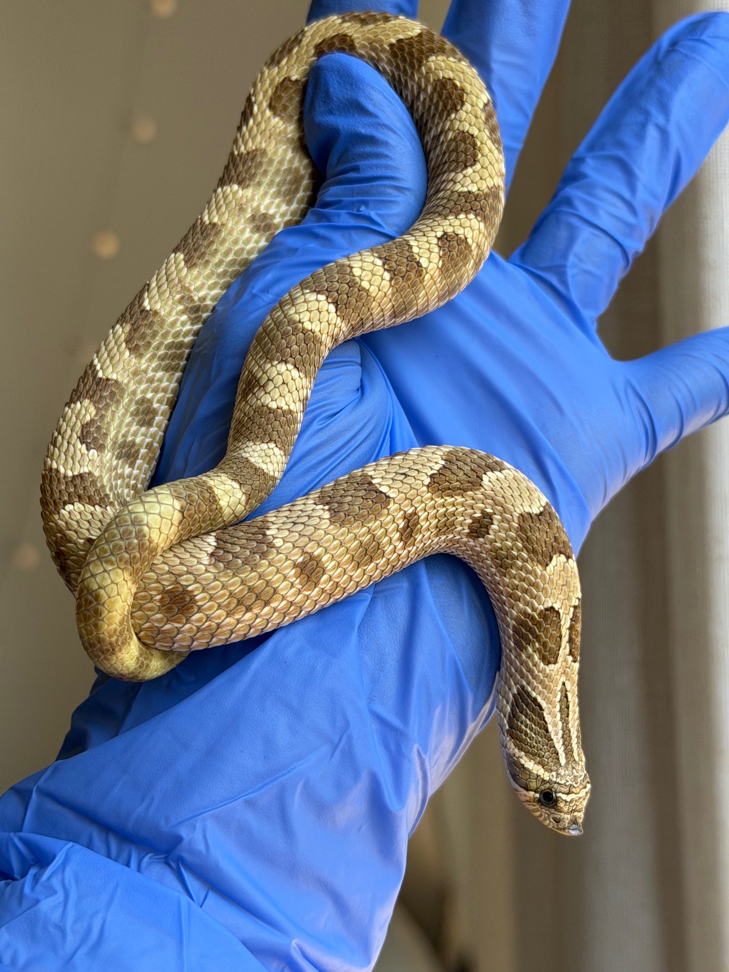 Lemon Ghost Woma Bloodline Conda Het Albino
