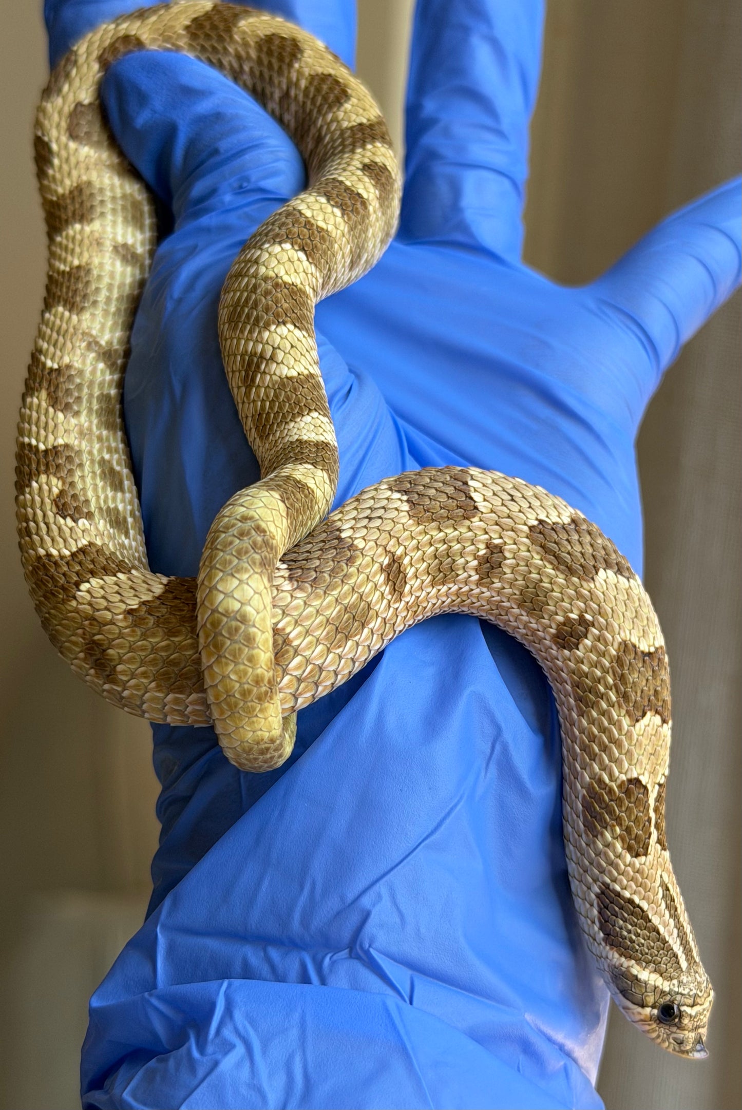 Lemon Ghost Woma Bloodline Conda Het Albino