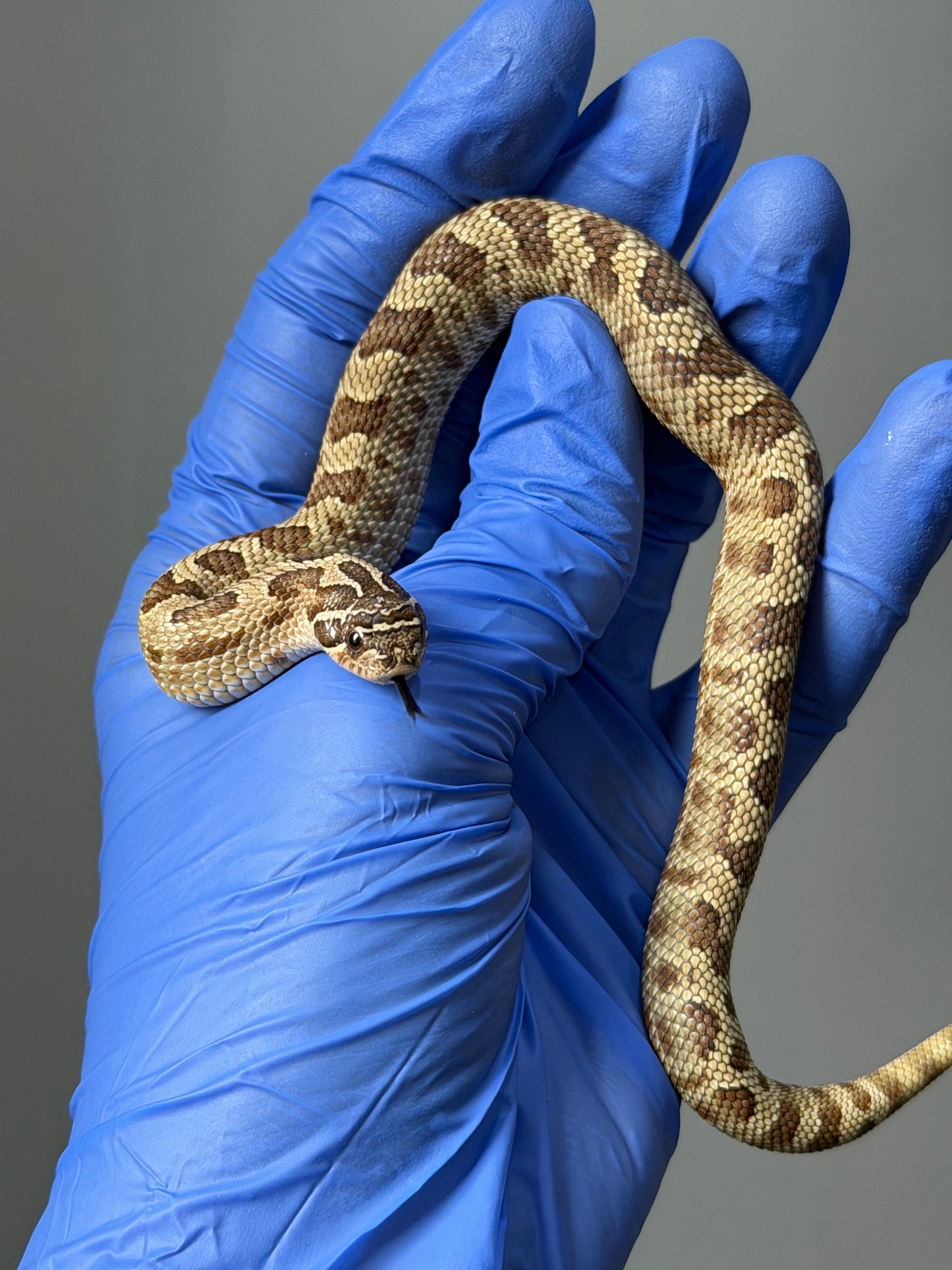 2025 康達Het白化, 檸檬鬼沃瑪血系 ♀ (H25436)